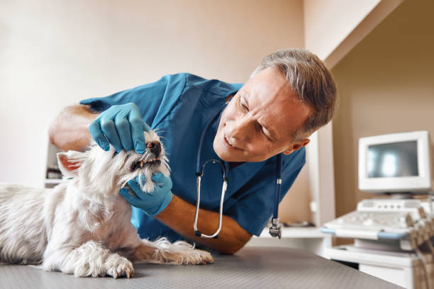Best Emergency Dental Care for Abscessed Tooth in Bethlehem Village, CT